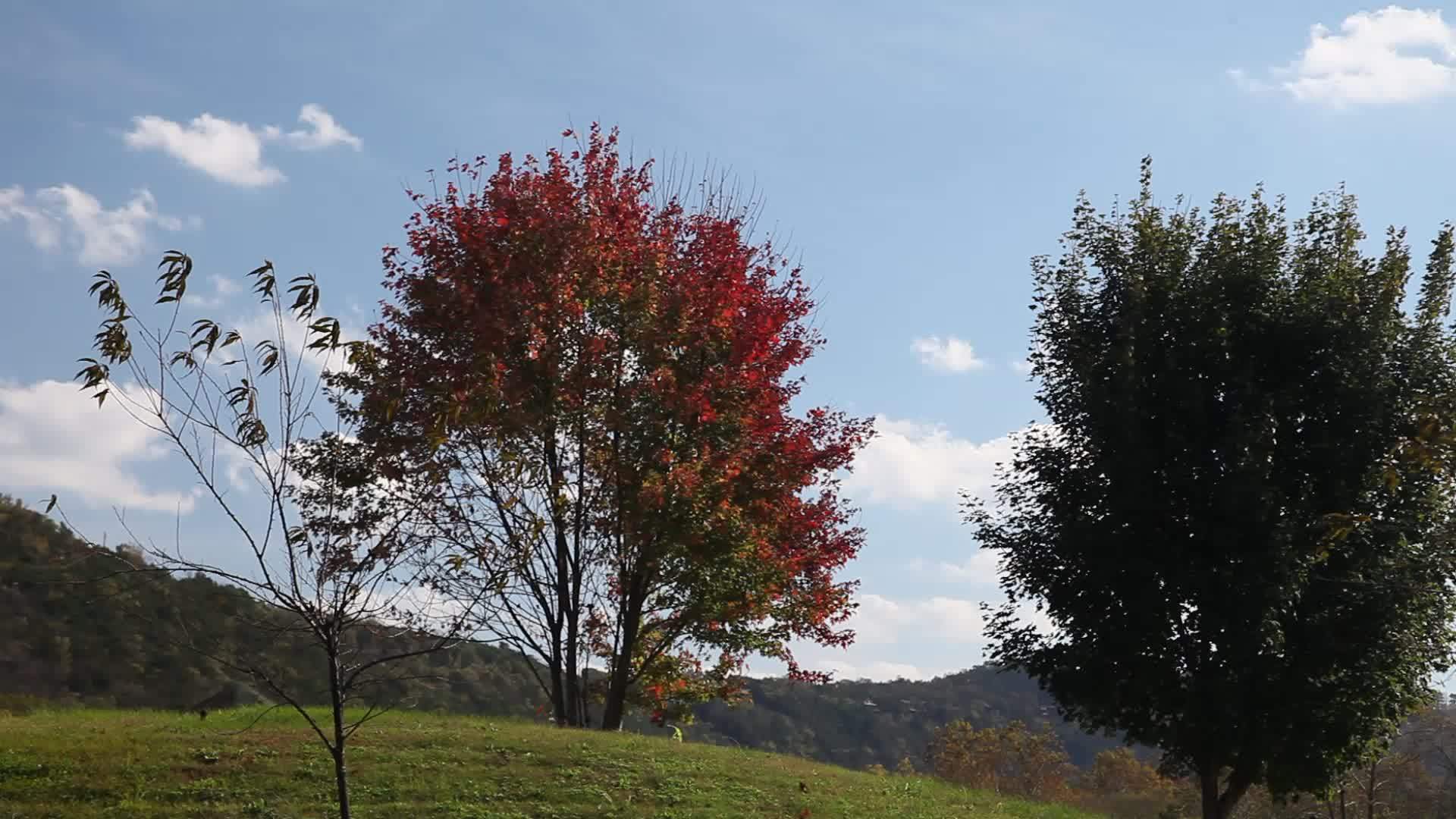 山上美丽的红树视频的预览图