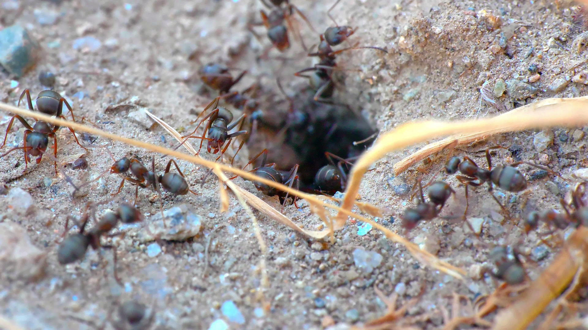巢穴中的蚂蚁60到30英尺4公里视频的预览图