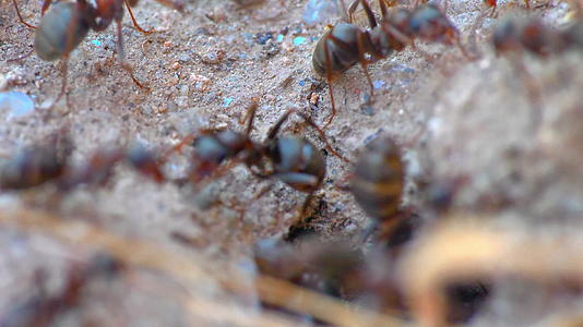 巢穴中的蚂蚁60到30英尺4公里视频的预览图