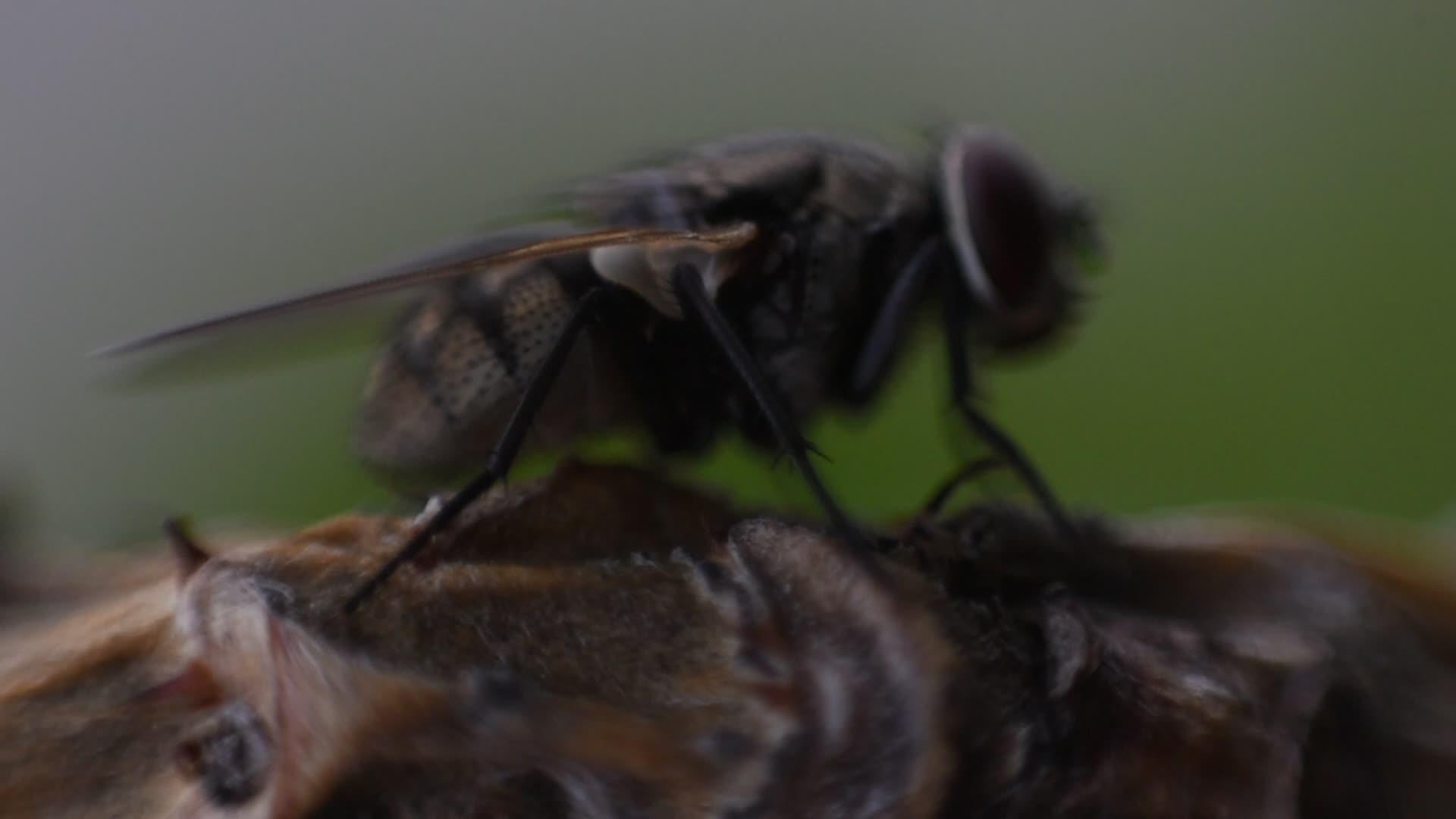 苍蝇或苍蝇昆虫视频的预览图