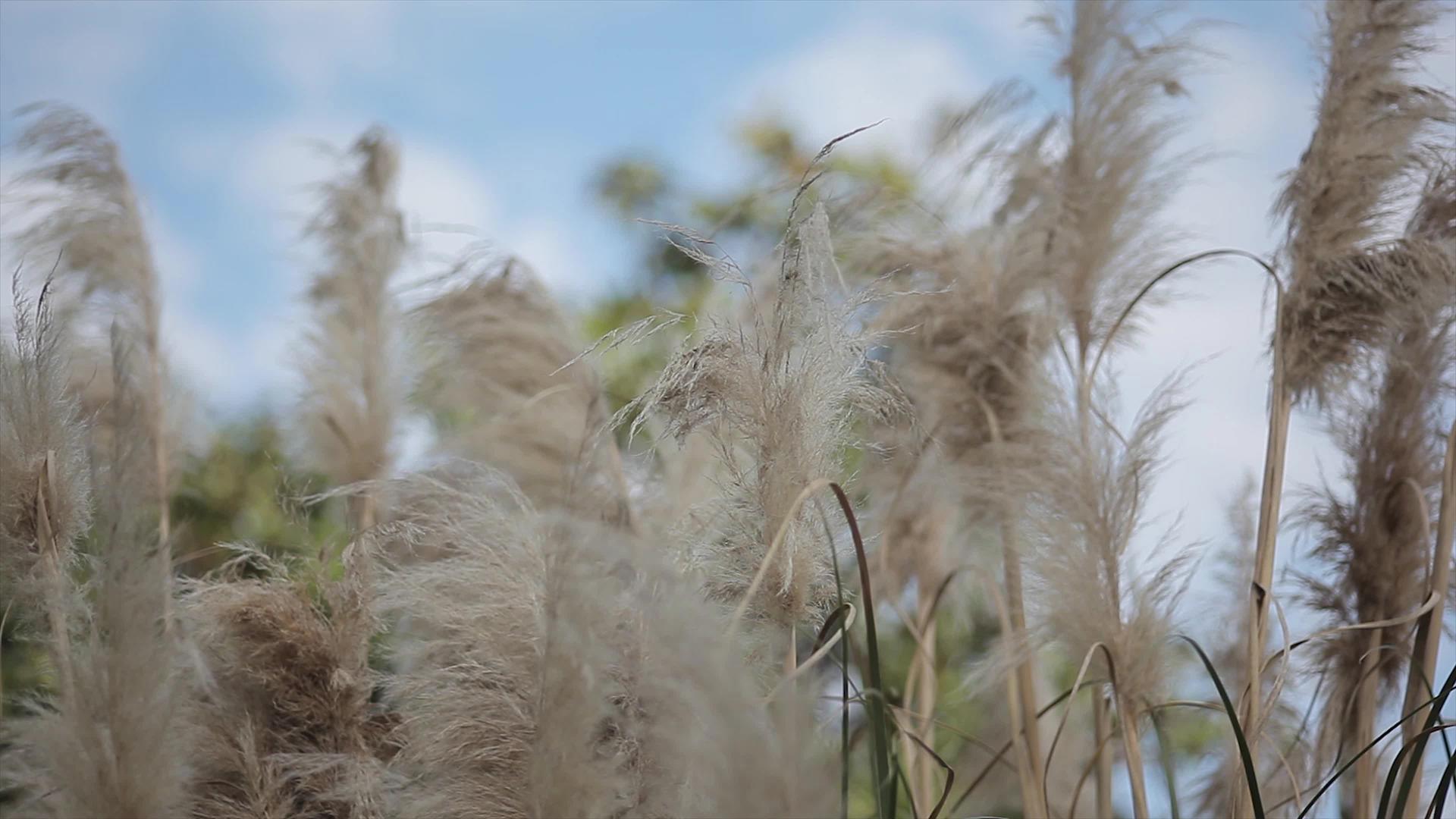 蓝天下的薄膜草草视频的预览图