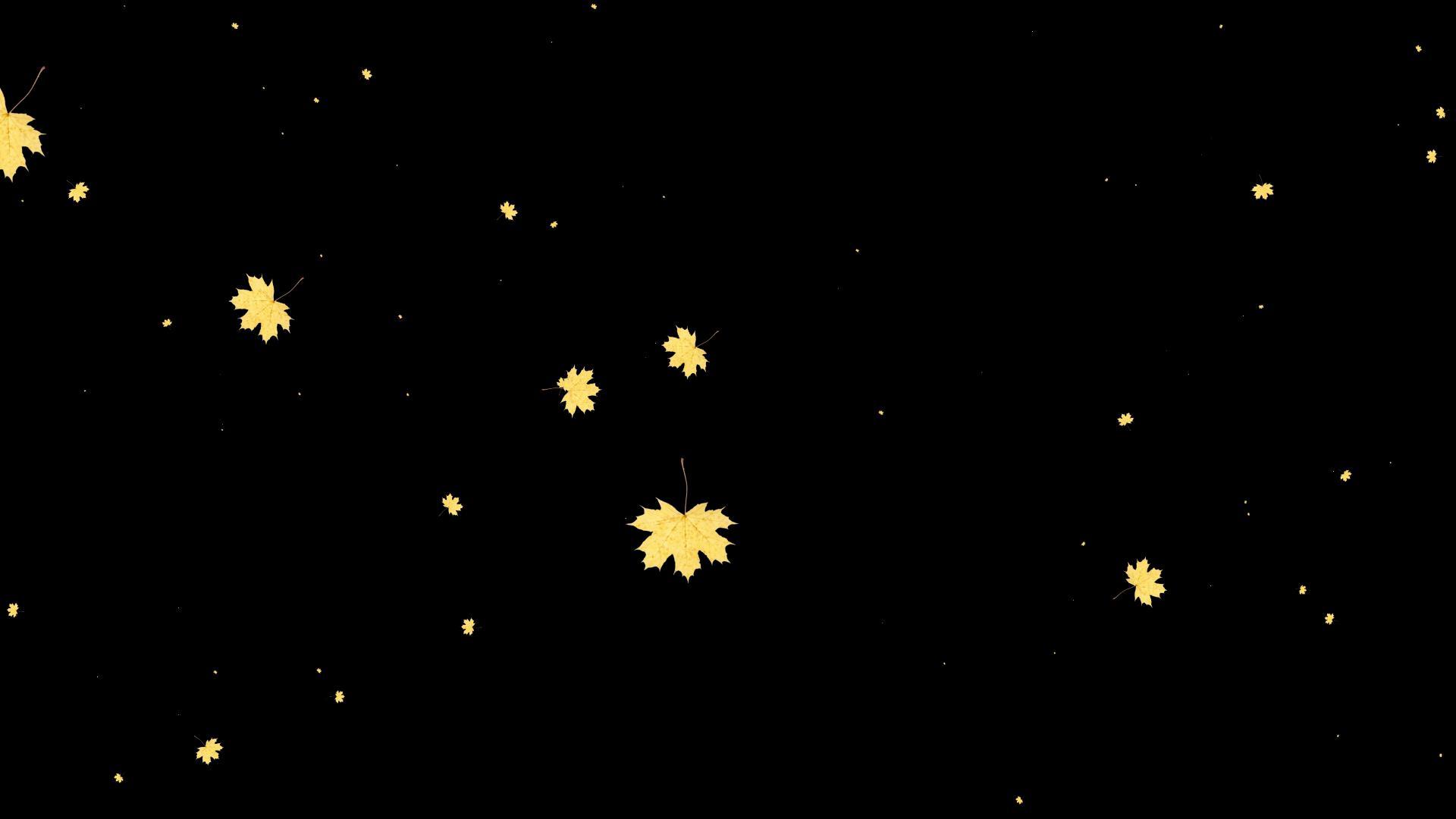 树叶带通道,树叶掉落,视频的预览图