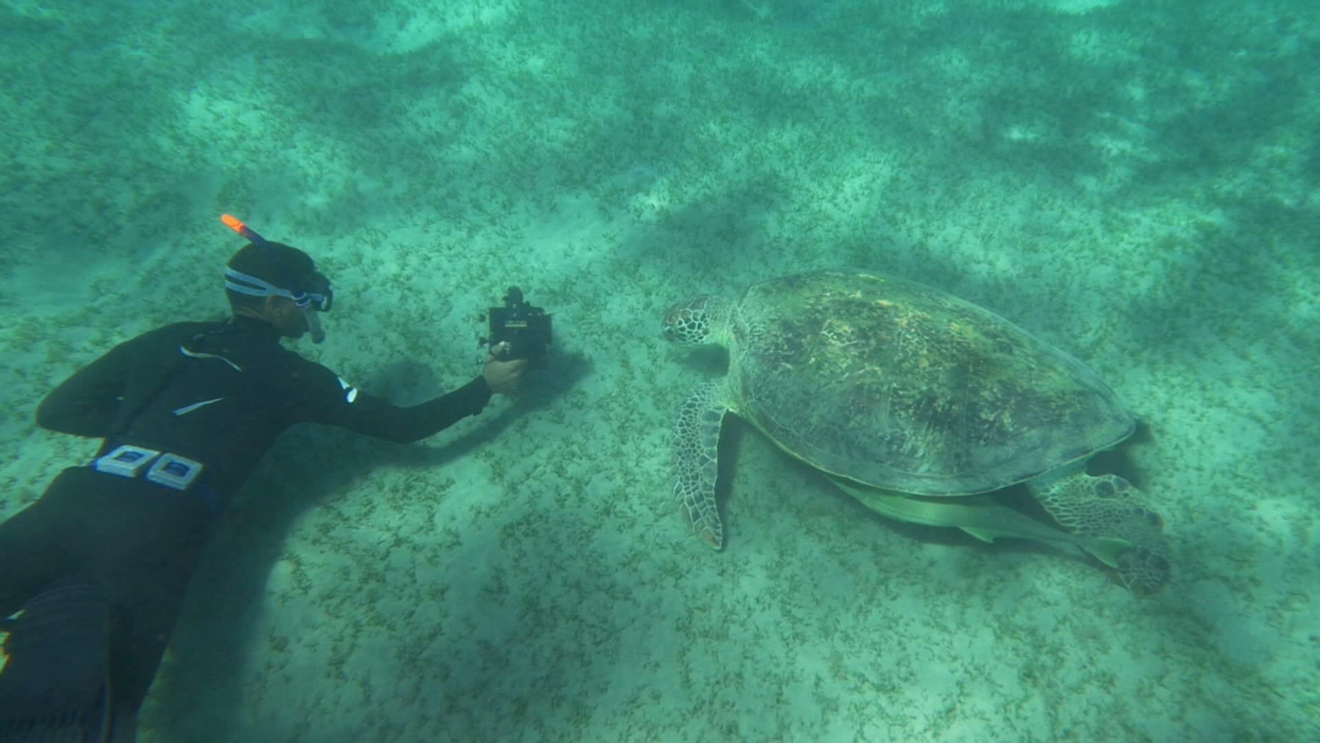 海龟在水下喷洒视频的预览图