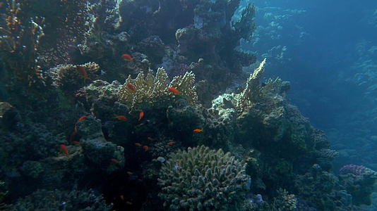 大型珊瑚礁和鱼类水下景观视频的预览图