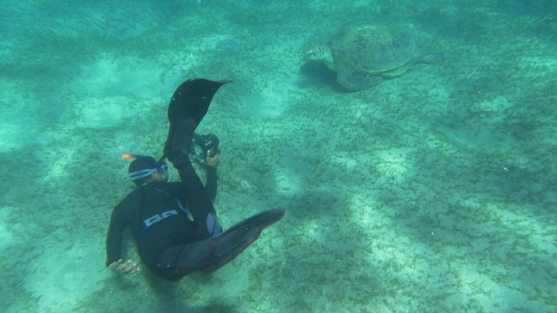 潜水员和大海龟视频的预览图