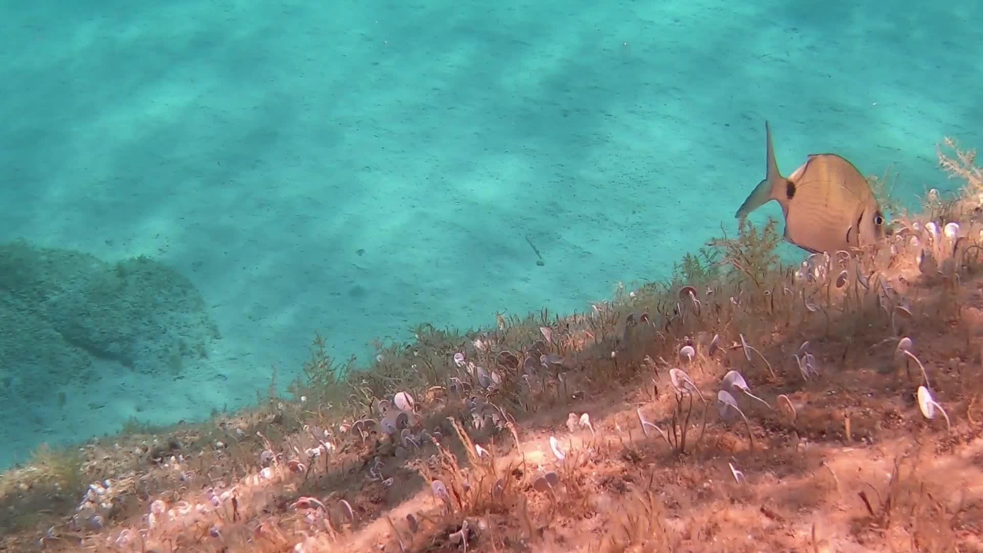 海绵在水下缓慢移动obladamelanura也称为视频的预览图