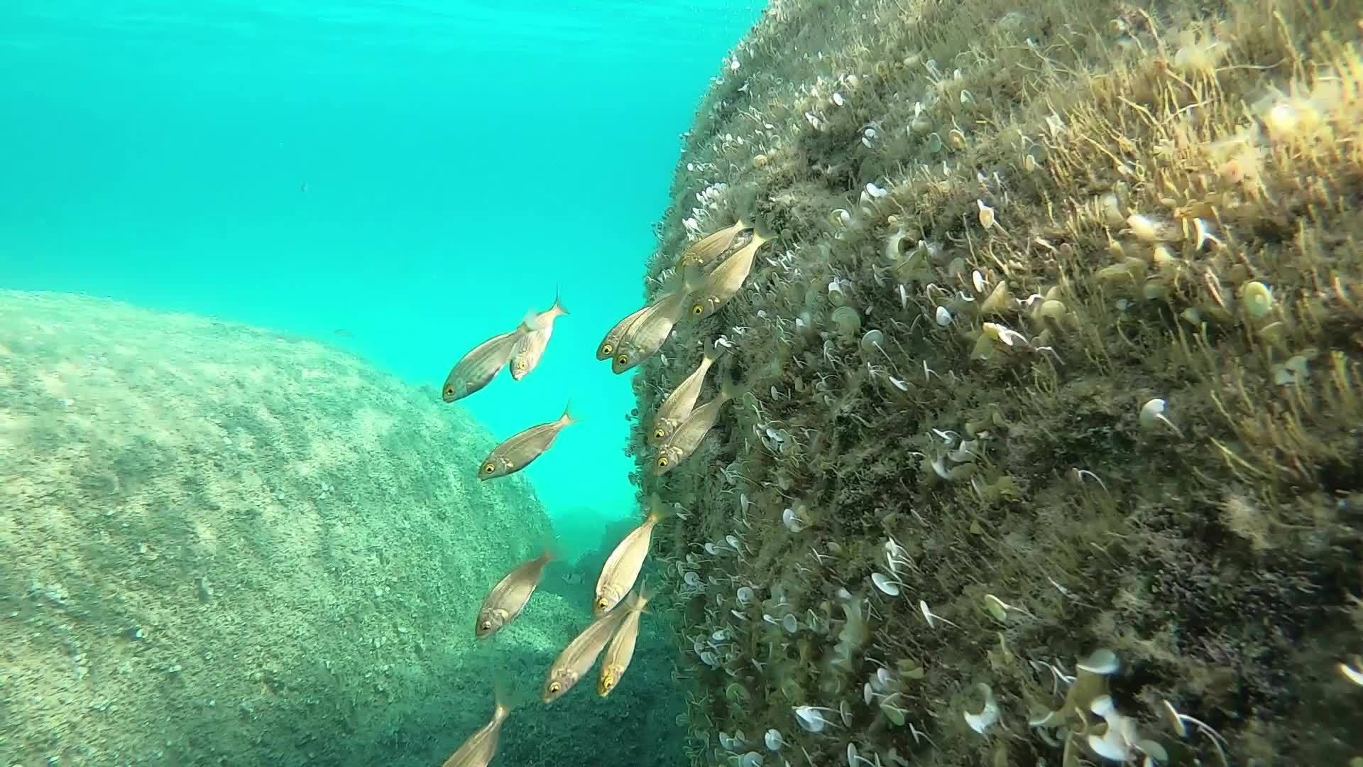 一群小沙巴鱼的慢动作水下镜头通常被称为梦鱼萨利马视频的预览图