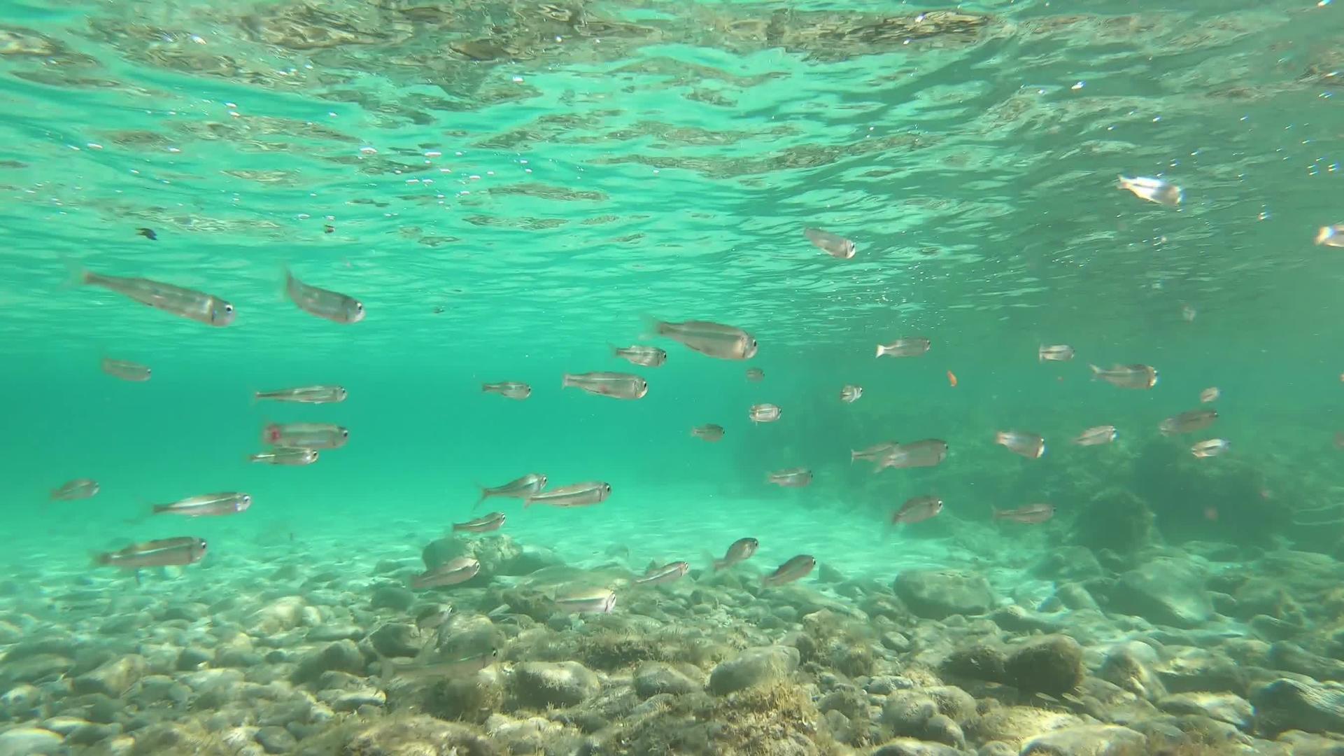 一群地中海小鱼在干净清澈的水中慢慢地在岩石附近游泳视频的预览图