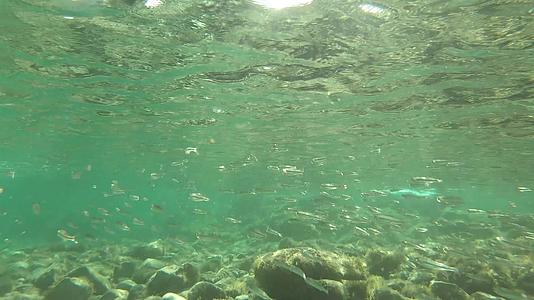 一群地中海小鱼在干净清澈的水中慢慢地在岩石附近游泳视频的预览图