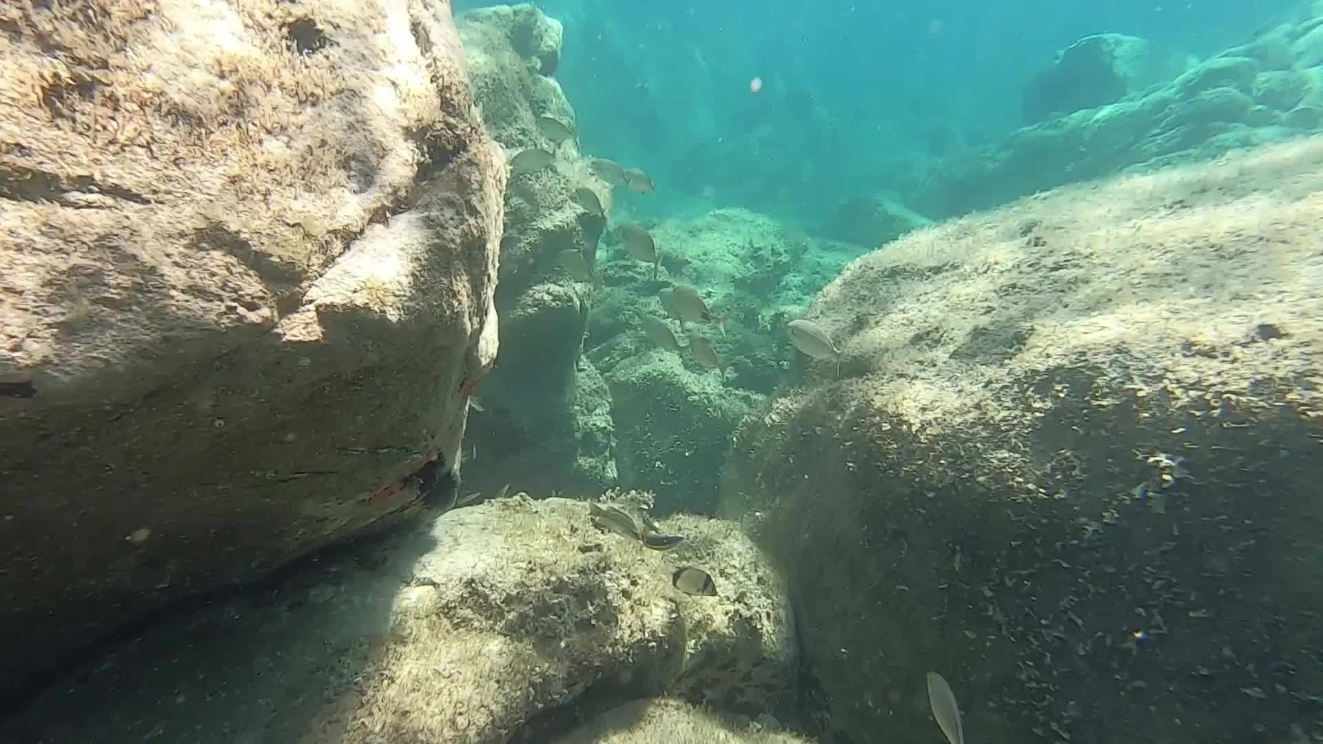 一组小沙巴鱼的水下镜头通常被称为梦鱼萨利马萨利马萨利视频的预览图