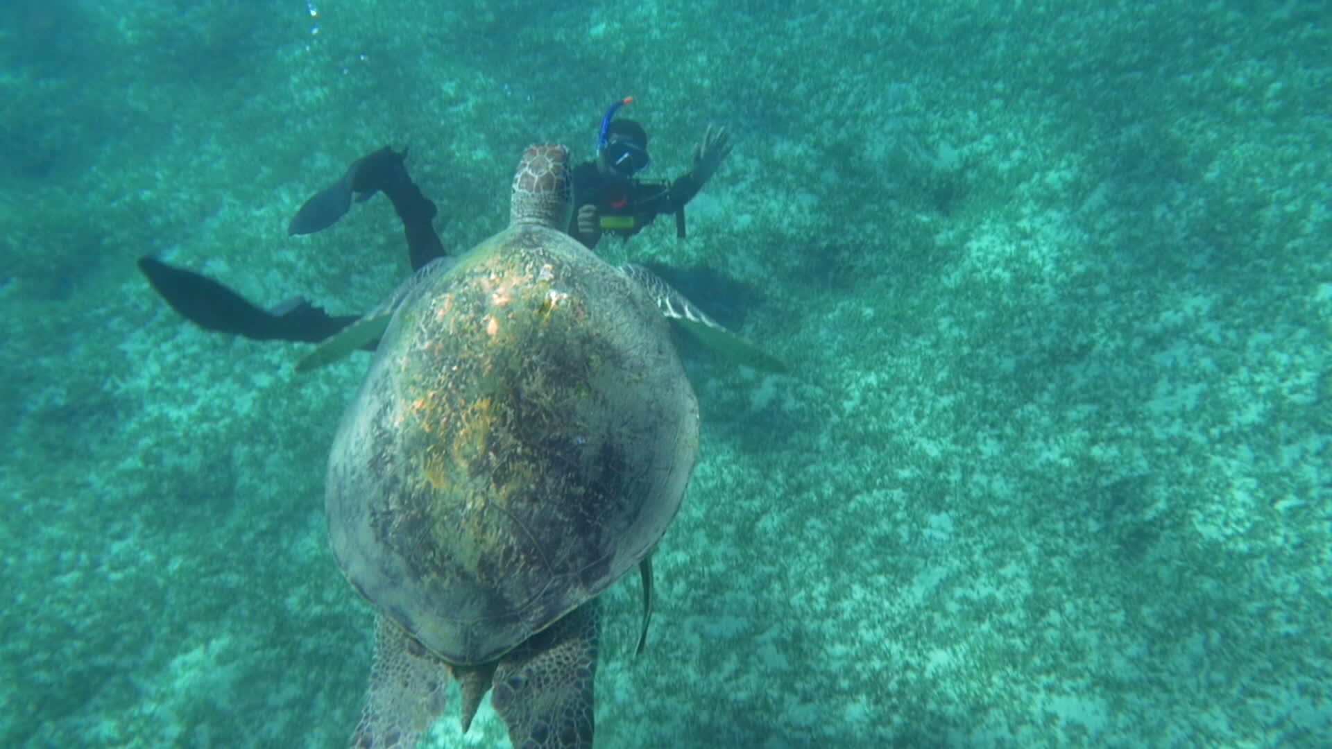 潜水员射杀大海龟视频的预览图