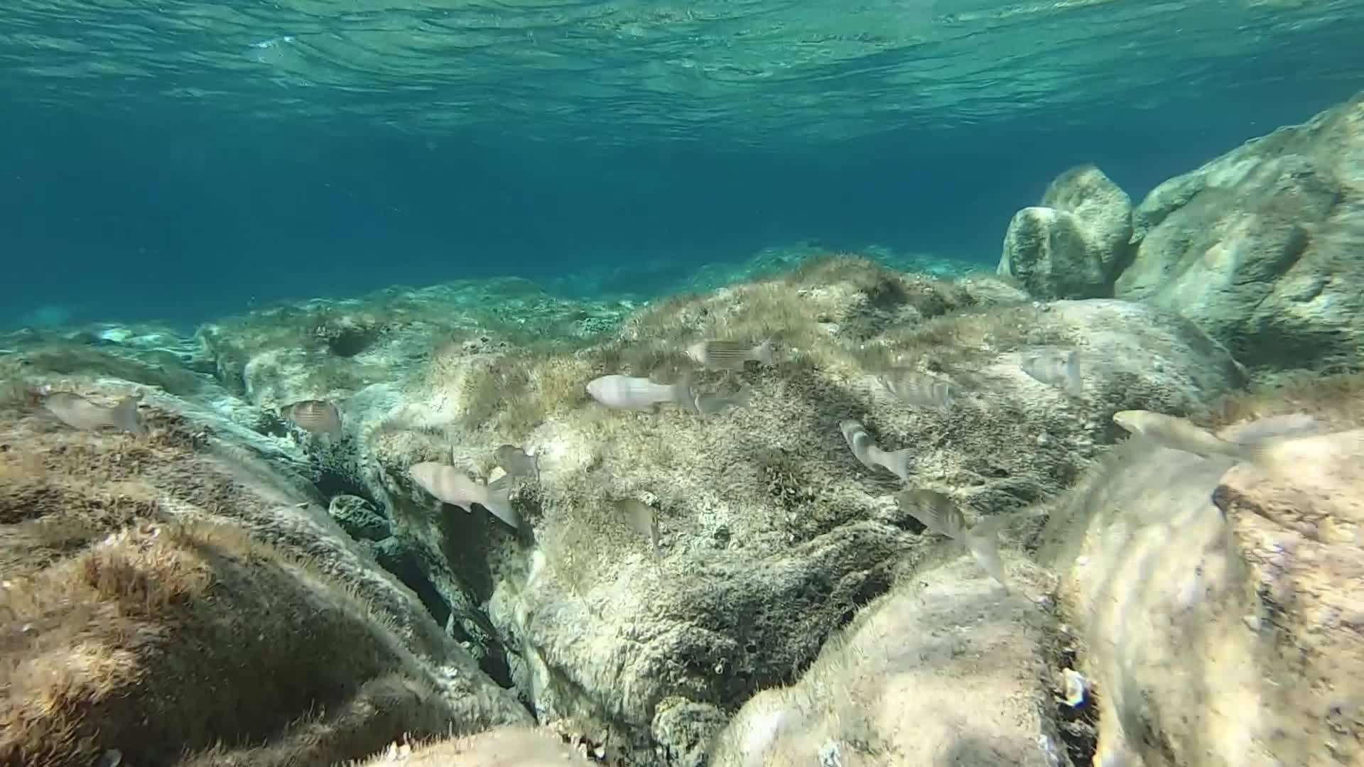 一组小沙巴鱼的水下镜头通常被称为梦鱼萨利马萨利马萨利视频的预览图