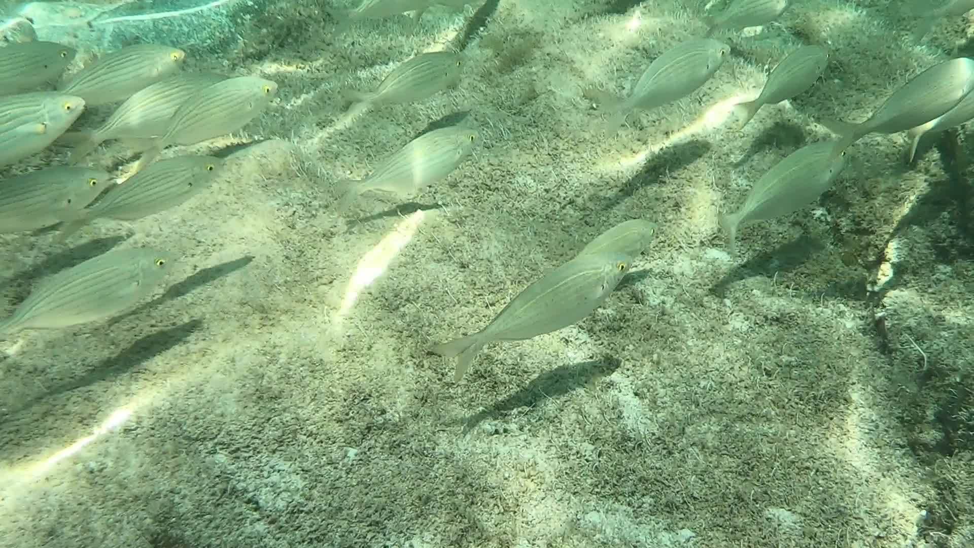 一组Sarpasalpa鱼类慢动作水下镜头通常被称为视频的预览图