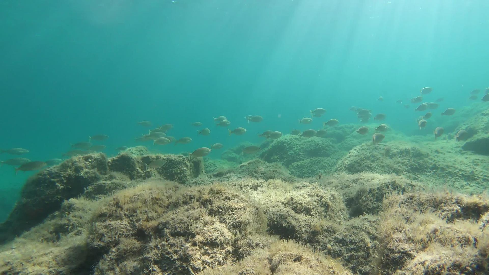 一组Sarpasalpa鱼类慢动作水下镜头通常被称为视频的预览图
