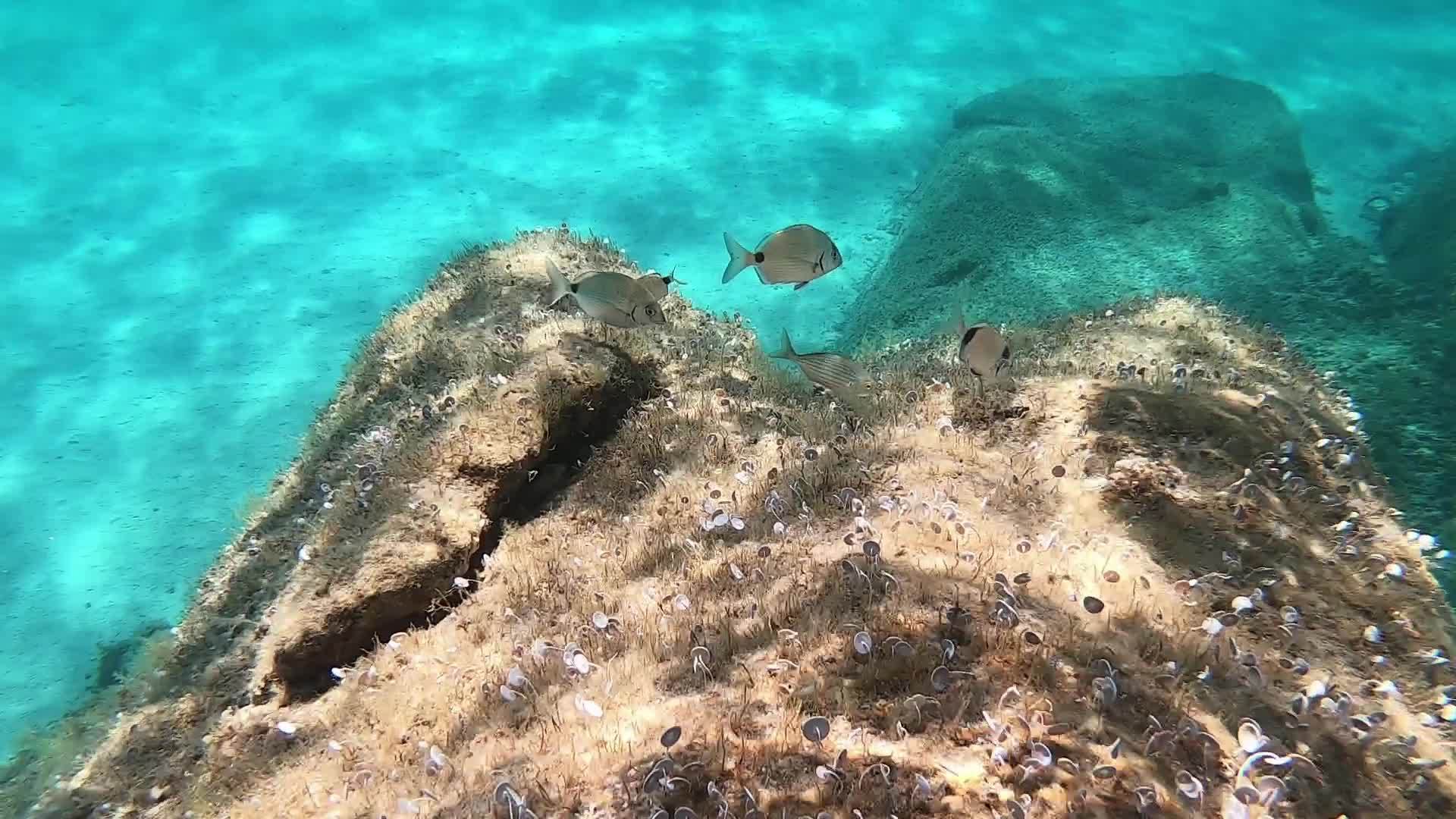 一些地中海小鱼在水下慢动作这些小鱼在透明的蓝色视频的预览图