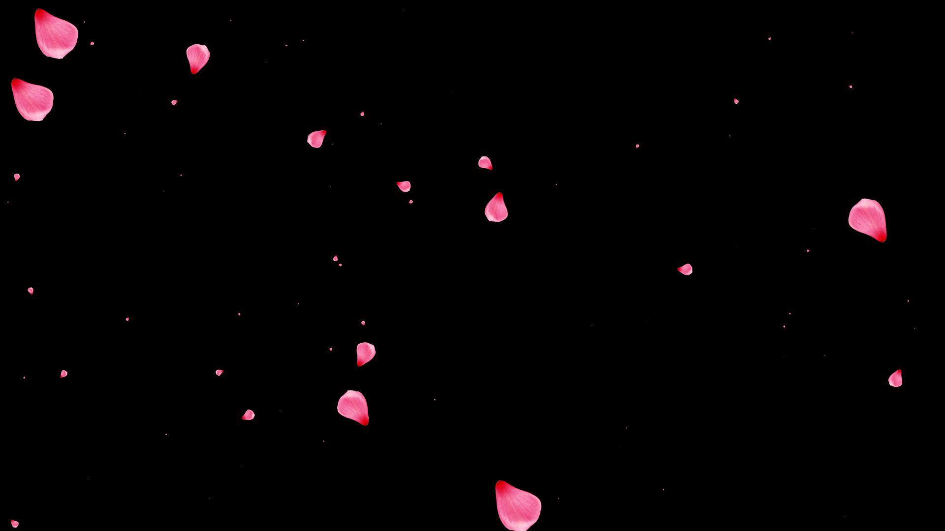 花瓣冲屏动画视频的预览图