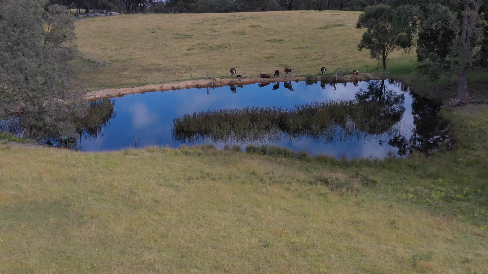 澳大利亚农业大坝上牛群的空中飞行视频视频的预览图