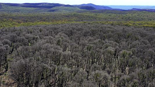 澳大利亚野火后森林再生的空中视频片段视频的预览图