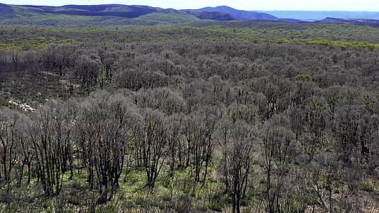 澳大利亚野火后森林再生的空中视频片段视频的预览图