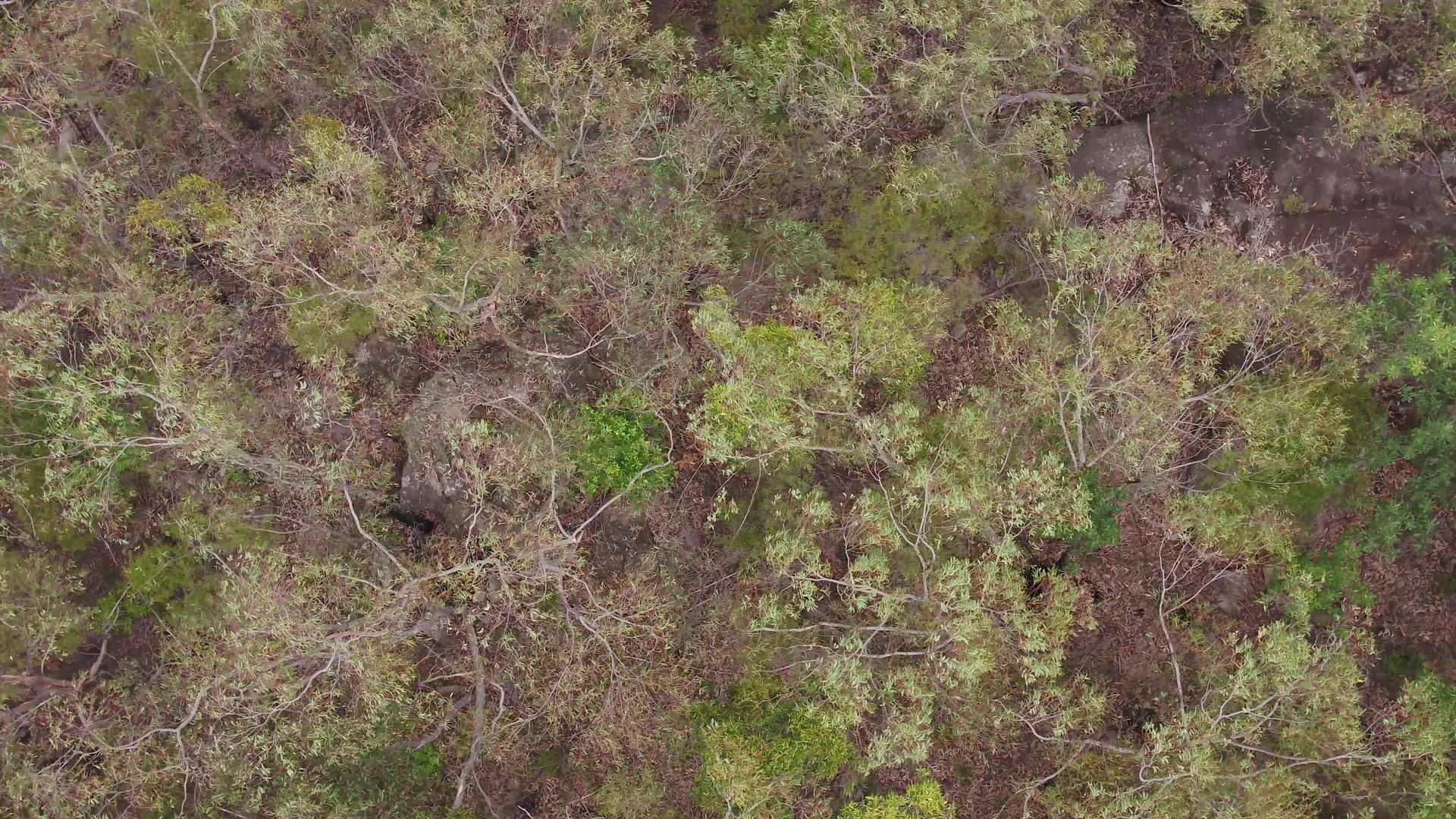 在澳大利亚的风中吹动树枝的空中飞行部分视频的预览图