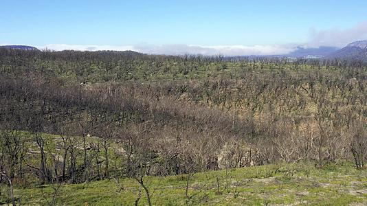 在澳大利亚发生森林火灾后穿过森林再生树木的空中视频视频的预览图