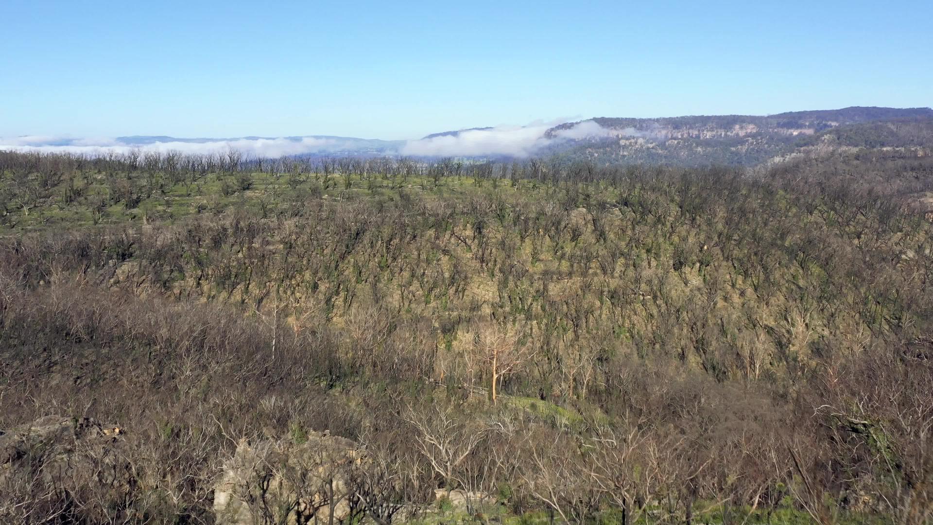 在奥斯特利亚的蓝色山脉中森林在野火后的空中再生视频的预览图
