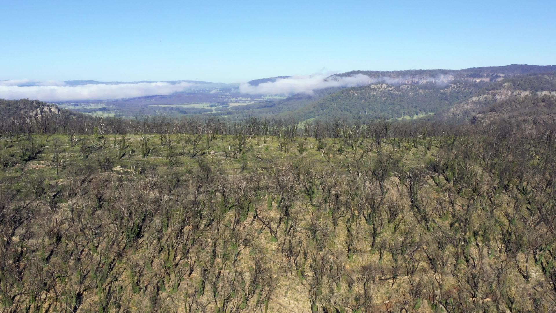 在奥斯特利亚的蓝色山脉中森林在野火后的空中再生视频的预览图