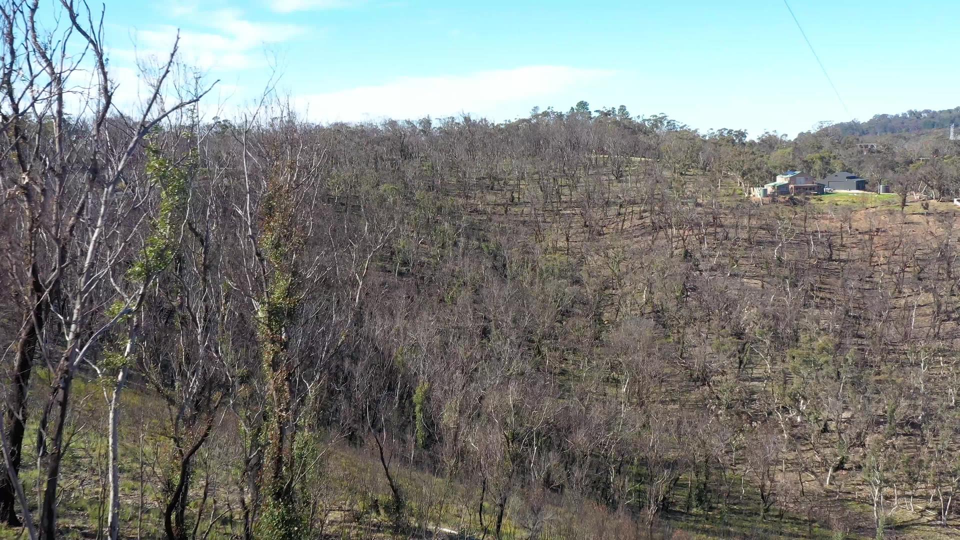 在奥斯特利亚新南部的青山地区的小峡谷中蓝山发生了野火视频的预览图