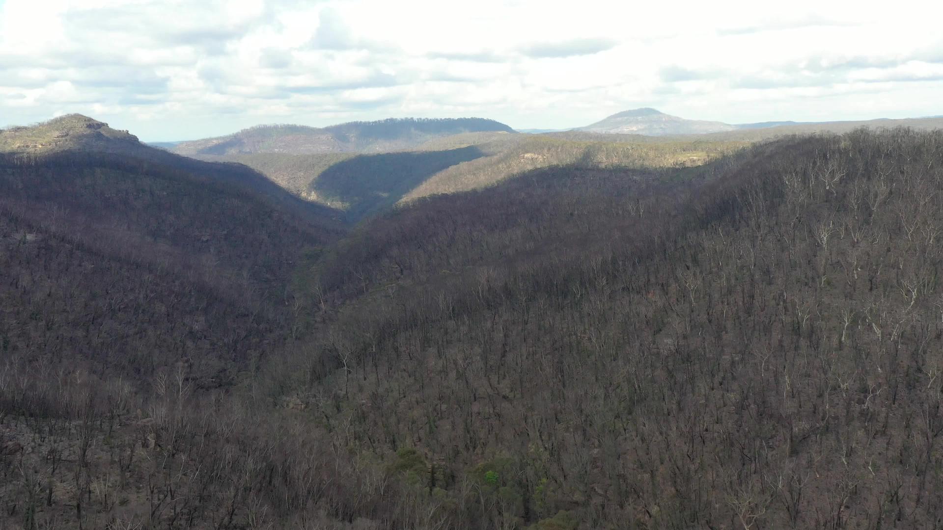 澳大利亚地区野火后森林再生的空中视频片段视频的预览图