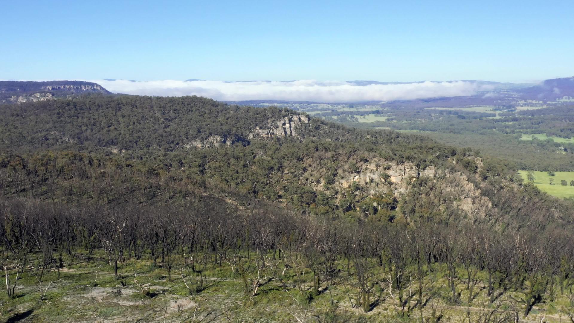 Australia森林火灾后森林再生的画面视频的预览图