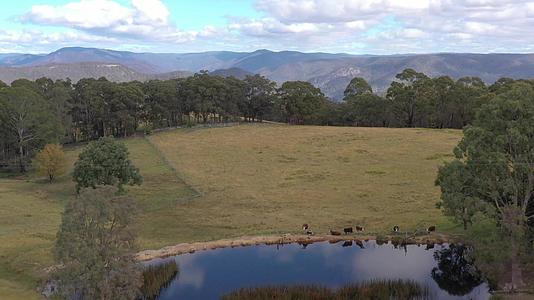 Australia农业大坝地区奶牛饮用水的空中视频视频的预览图