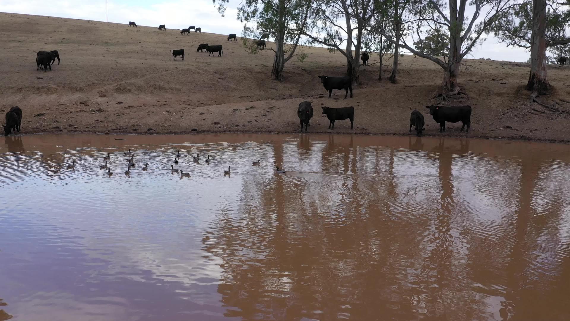 澳大利亚农业大坝上的牛和鸭在空中拍摄视频的预览图