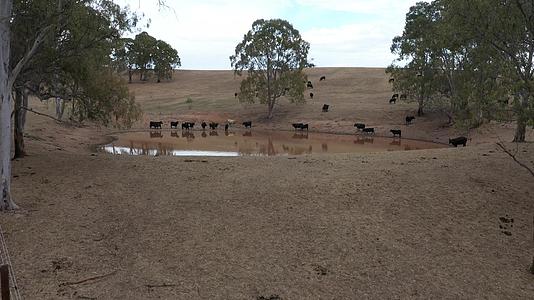 澳大利亚农业灌溉大坝上奶牛的空中飞行视频视频的预览图