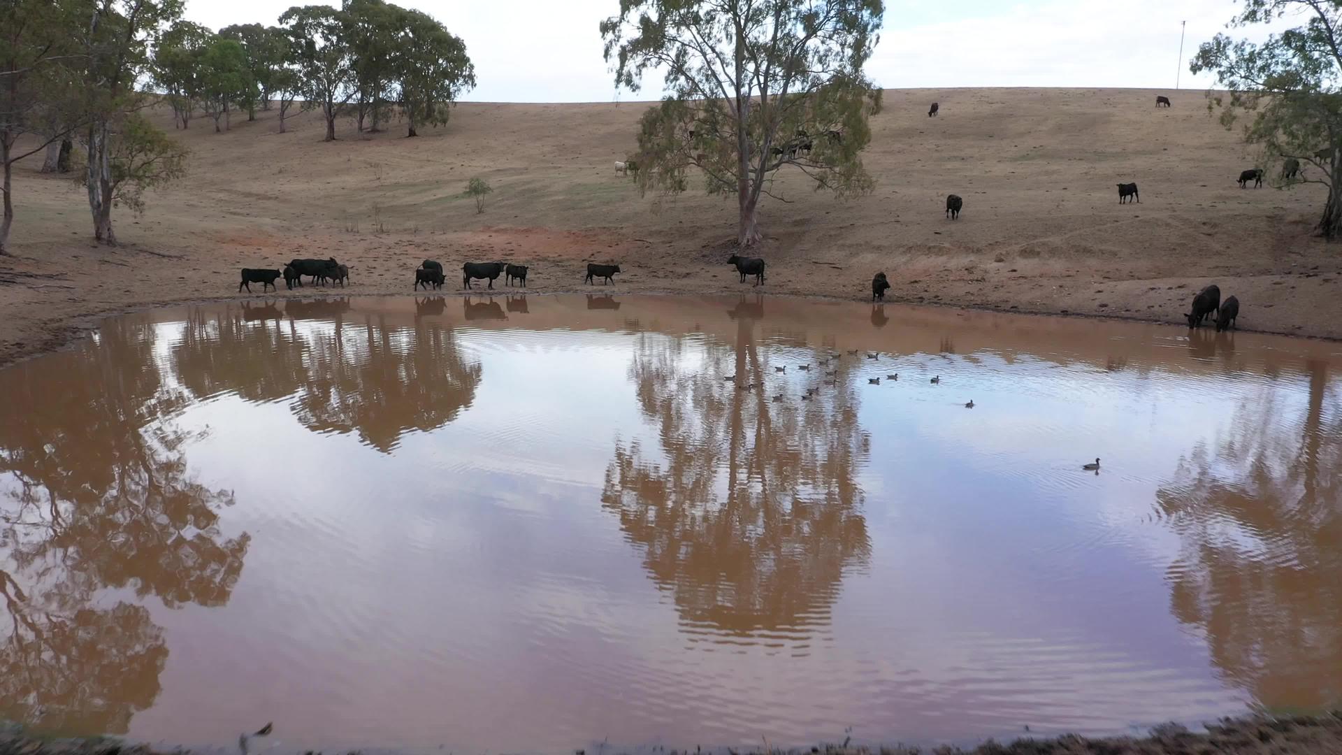 澳大利亚农业灌溉大坝上的奶牛和鸭子在空中拍摄视频的预览图