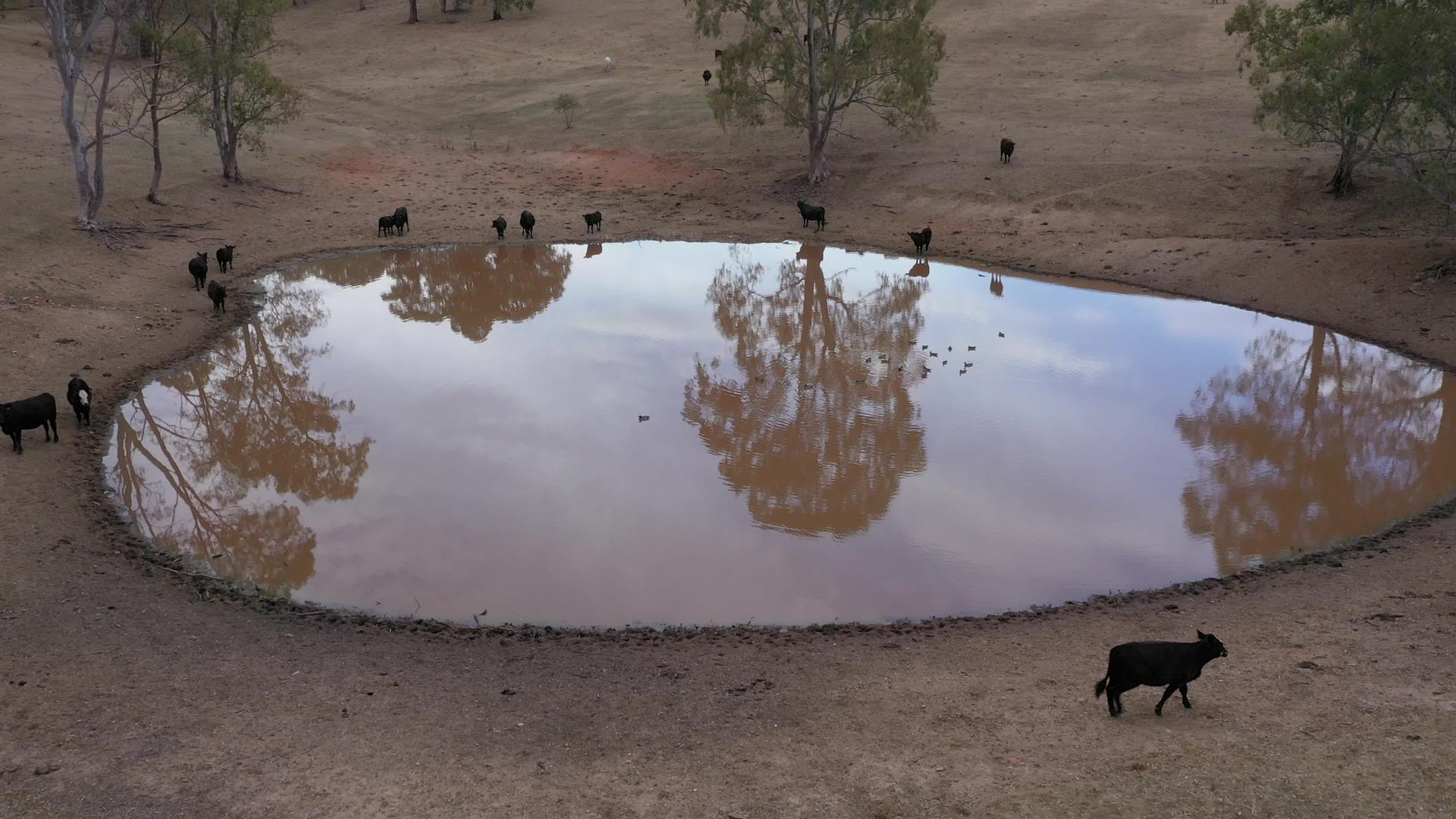澳大利亚农业灌溉大坝上的奶牛和鸭子在空中拍摄视频的预览图