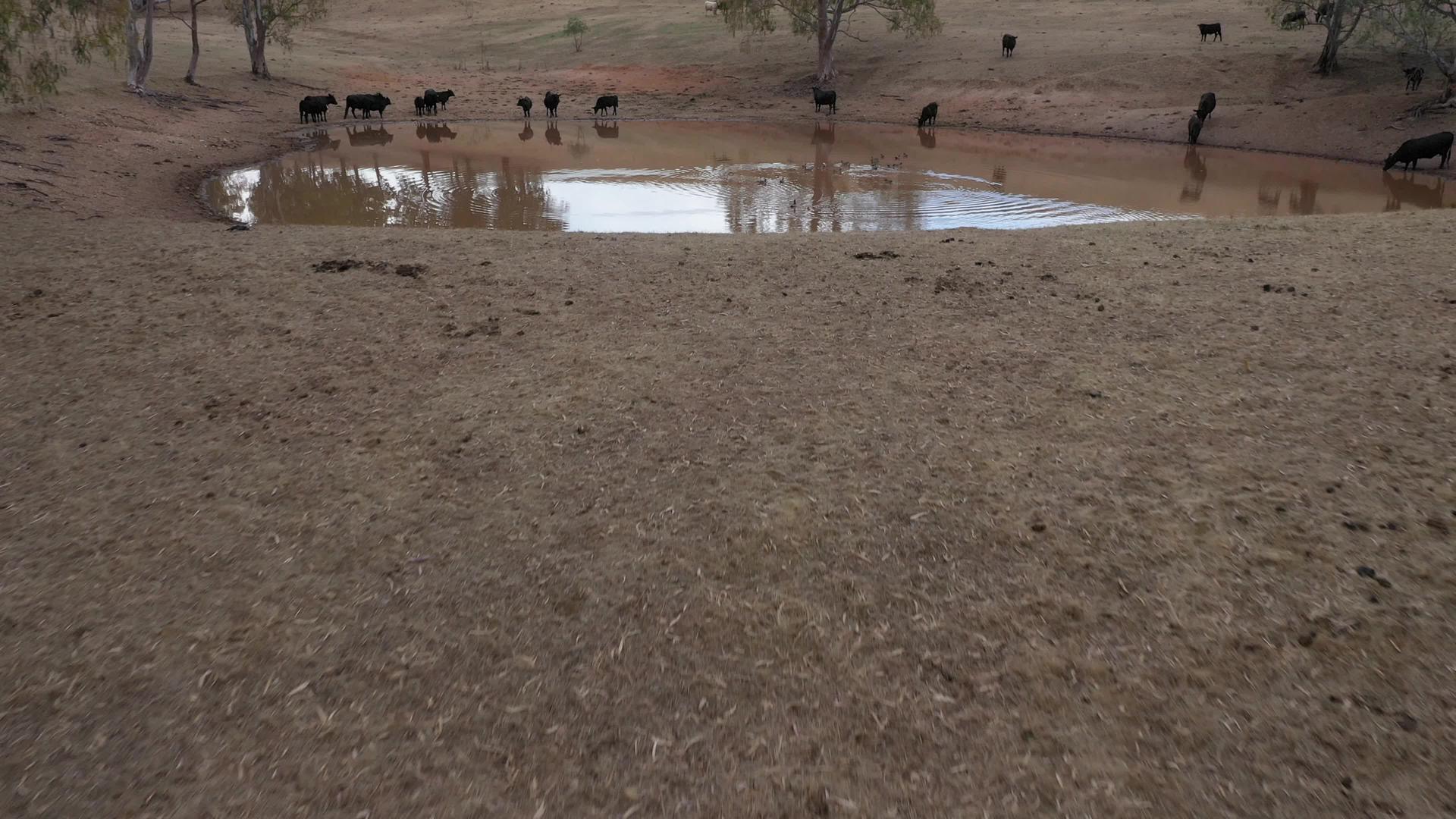 澳大利亚农业大坝上的牛和鸭在空中拍摄视频的预览图