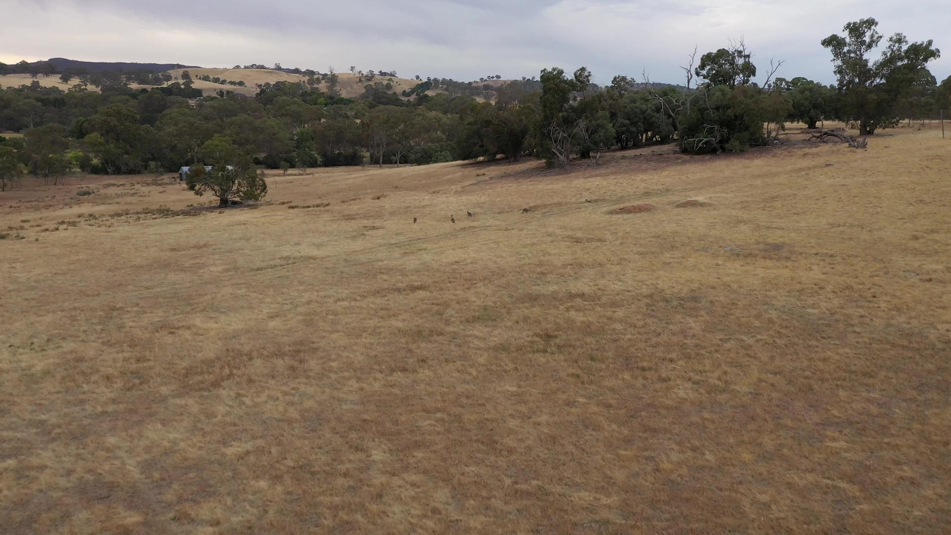 奥斯特利亚一个干燥的田野里的袋鼠在空中飞行视频的预览图