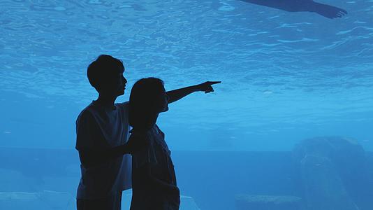 情侣在海底世界看海豹视频的预览图