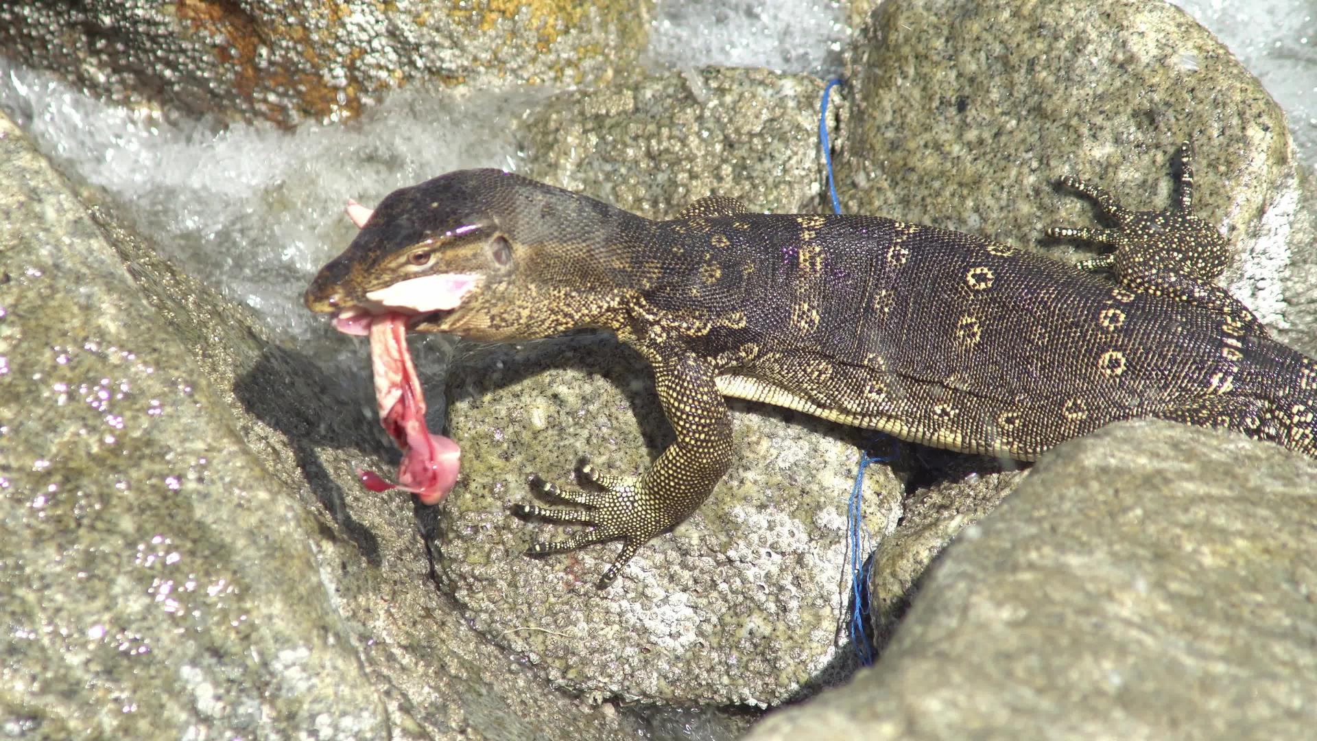 蜥蜴在岩石上吞食肉视频的预览图