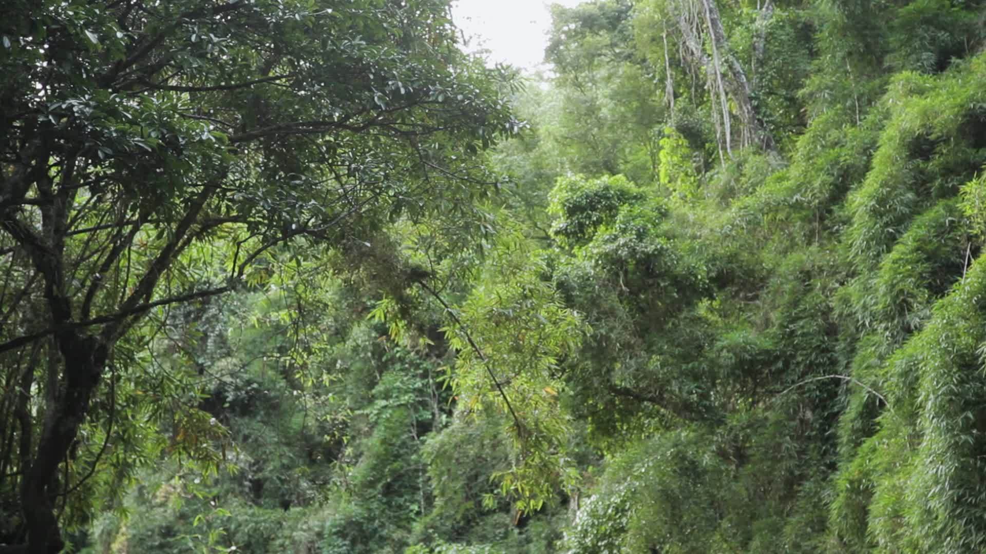 雨林中的小瀑布向下倾斜视频的预览图