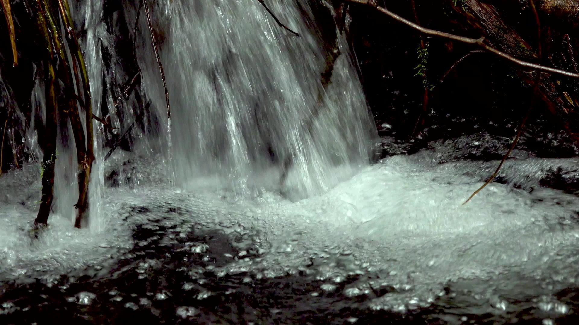 雨林中的溪苔和小燕子在水中生长视频的预览图