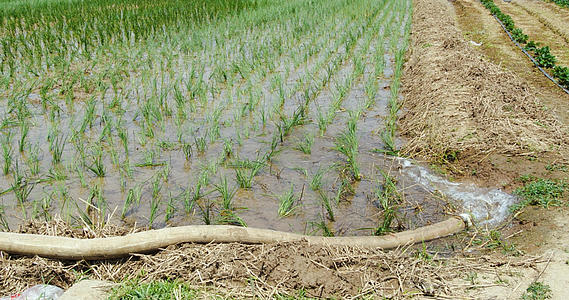 4k灌溉农田农业灌溉稻田洒水灌溉视频的预览图