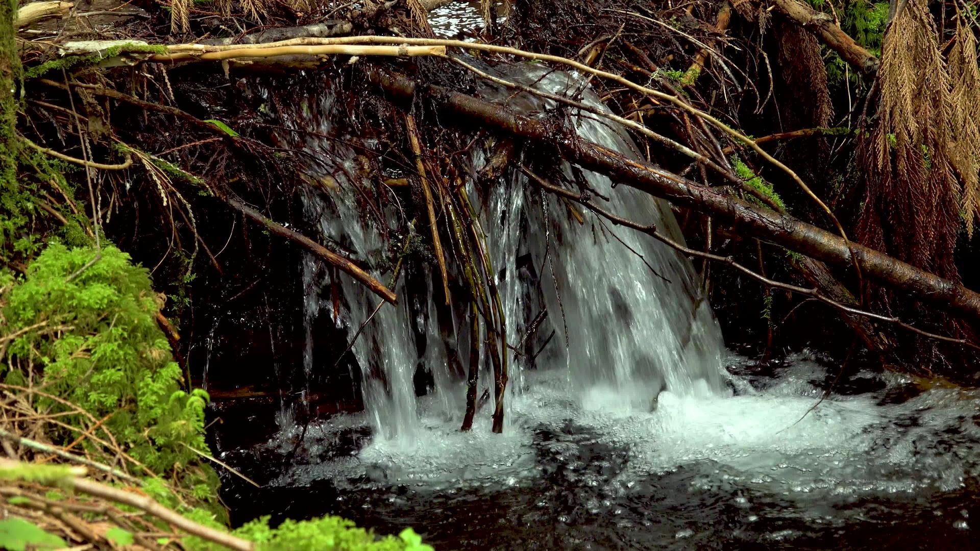 雨林中的溪苔和小燕子在水中生长视频的预览图