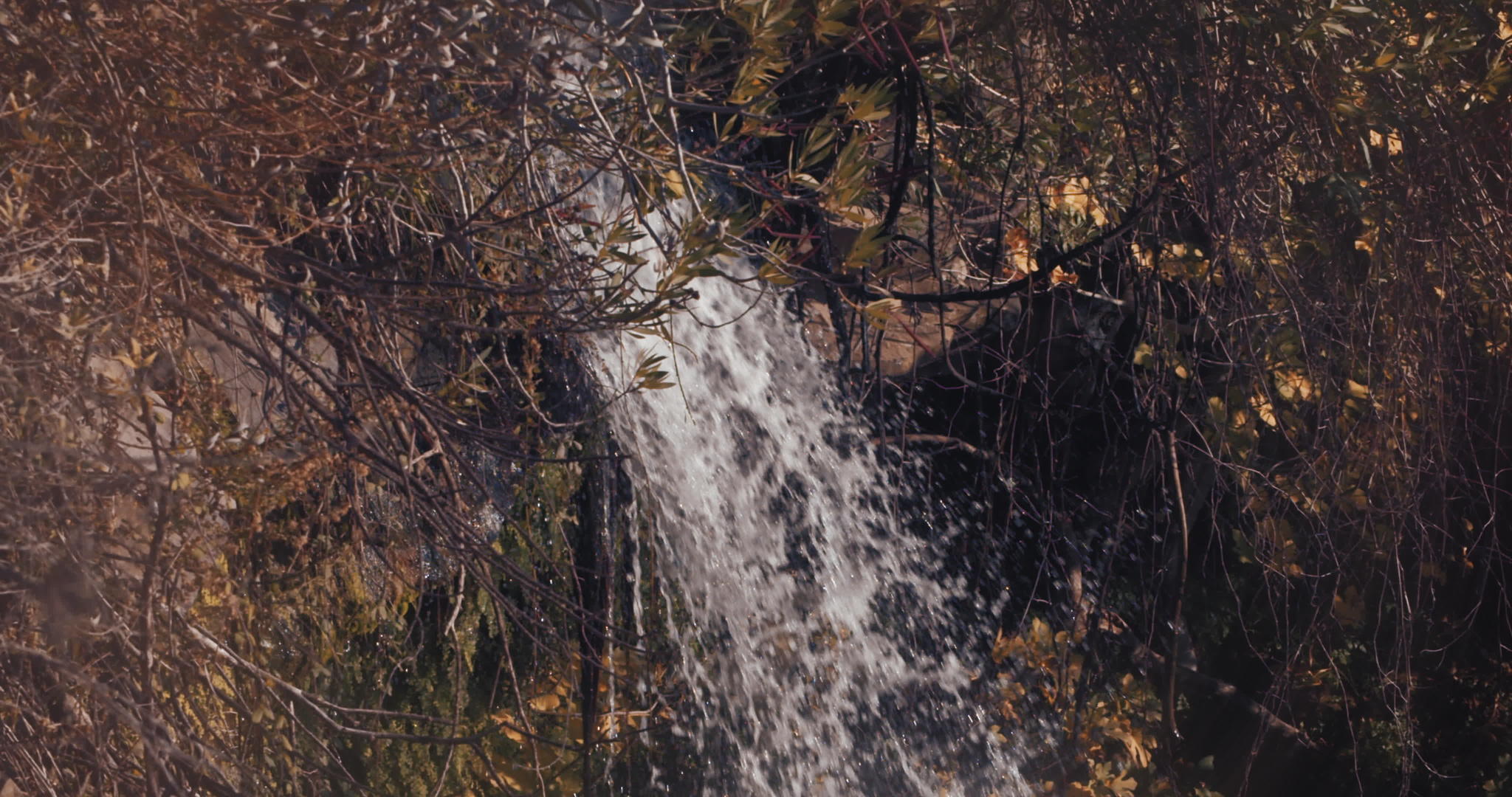 泉水从树木中流出视频的预览图