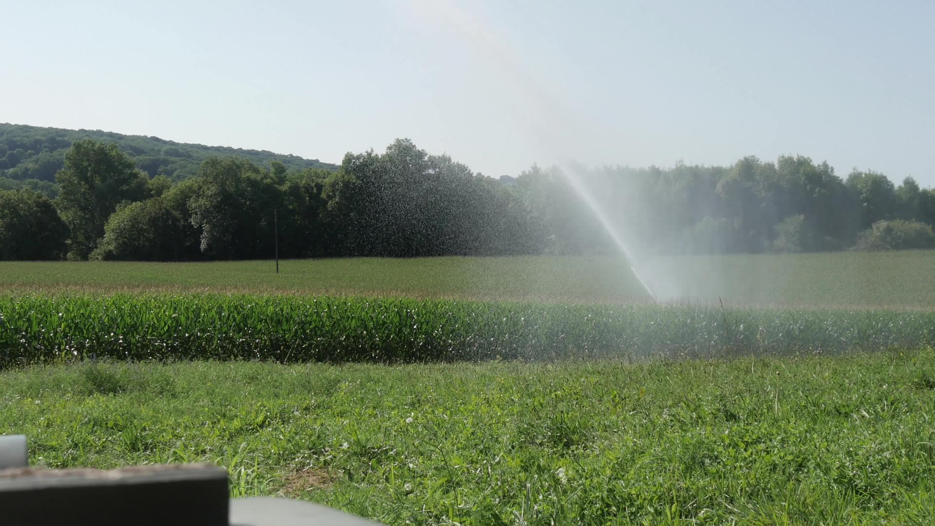 在玉米田安装喷水灭水器视频的预览图