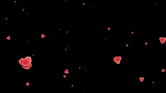 花瓣冲屏动画视频的预览图