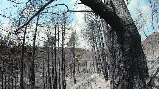 地中海森林面积被森林火灾破坏视频的预览图