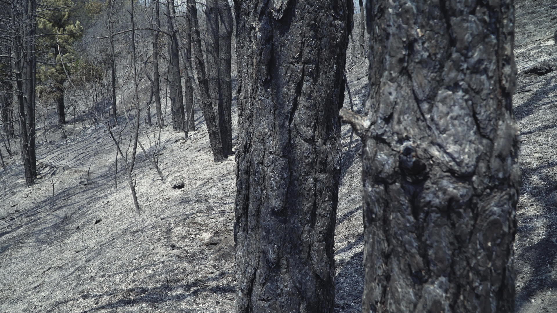 火焰燃烧的树木和地面后面有一层黑色的火和灰烬视频的预览图