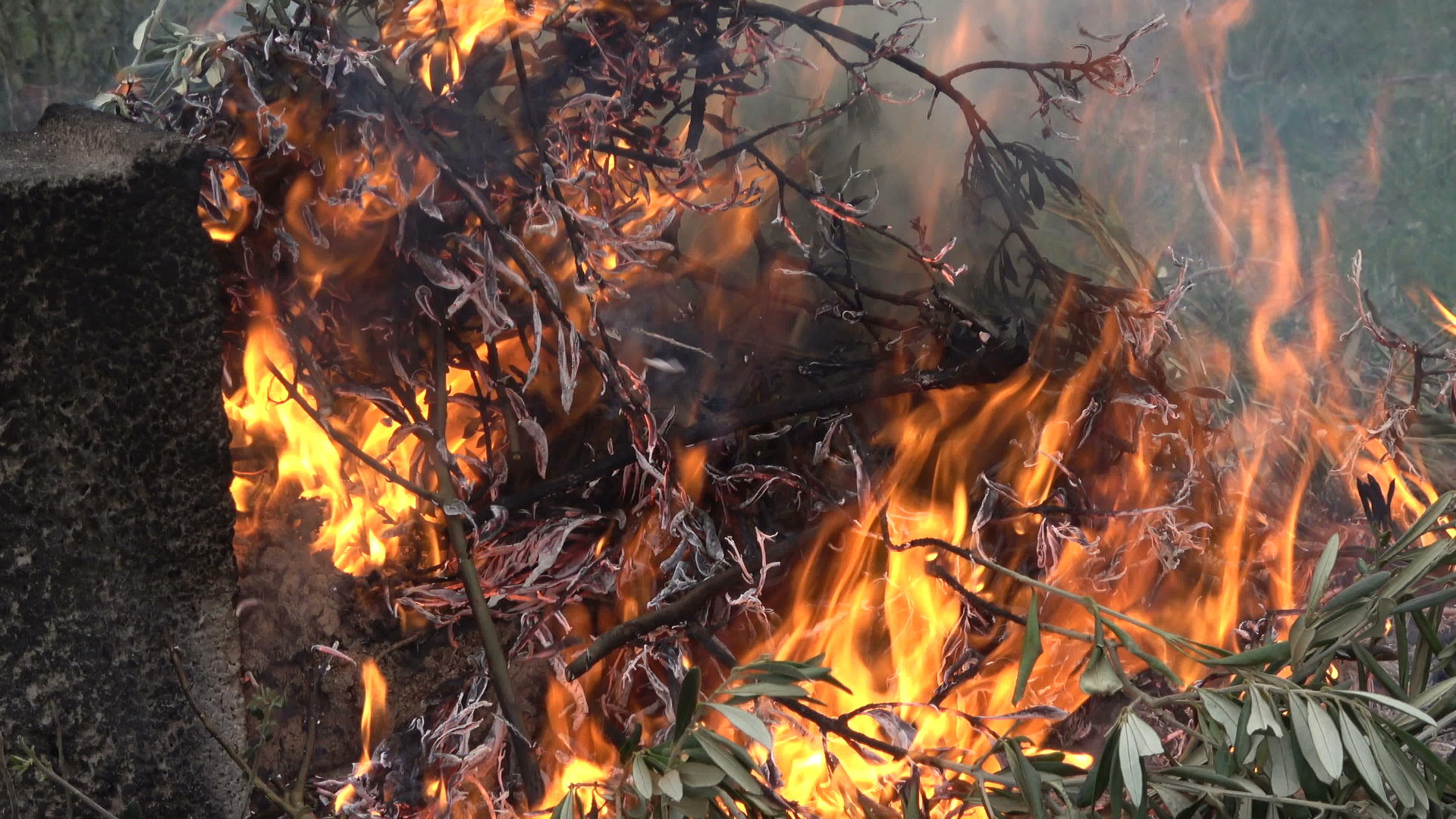 小燃烧树枝的细节视频的预览图