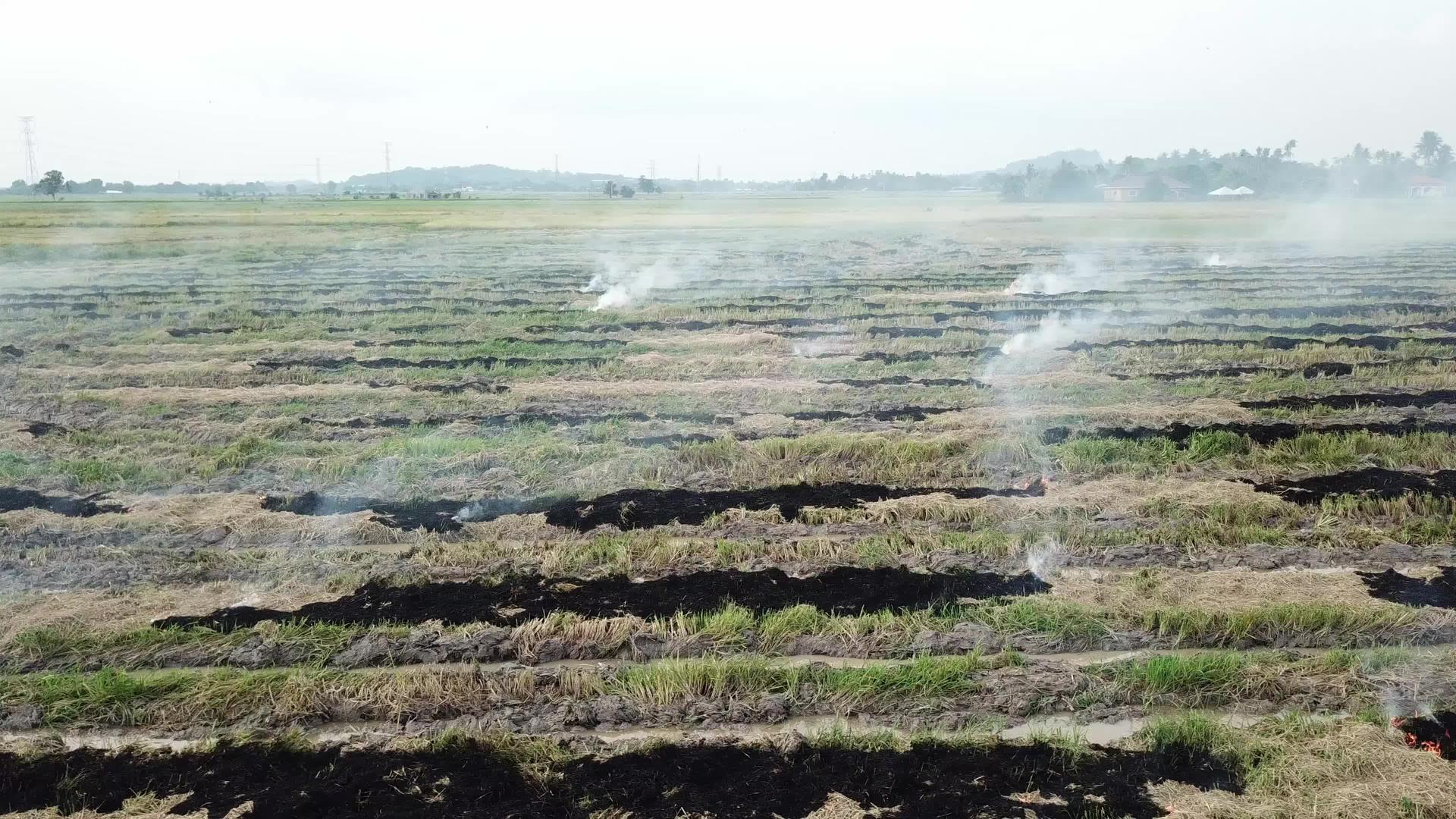 Malaysia燃烧的农业干稻田垃圾视频的预览图